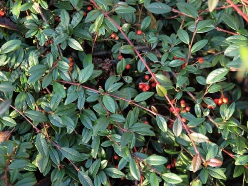 Cotoneaster salicifolia 'Park Teppich'